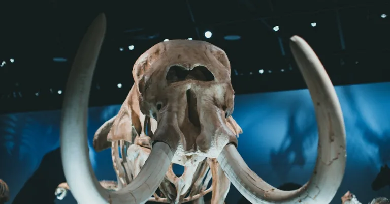 découvrez mammoth ai, une technologie d'intelligence artificielle avancée conçue pour optimiser vos processus et améliorer la prise de décisions grâce à des analyses puissantes et précises.