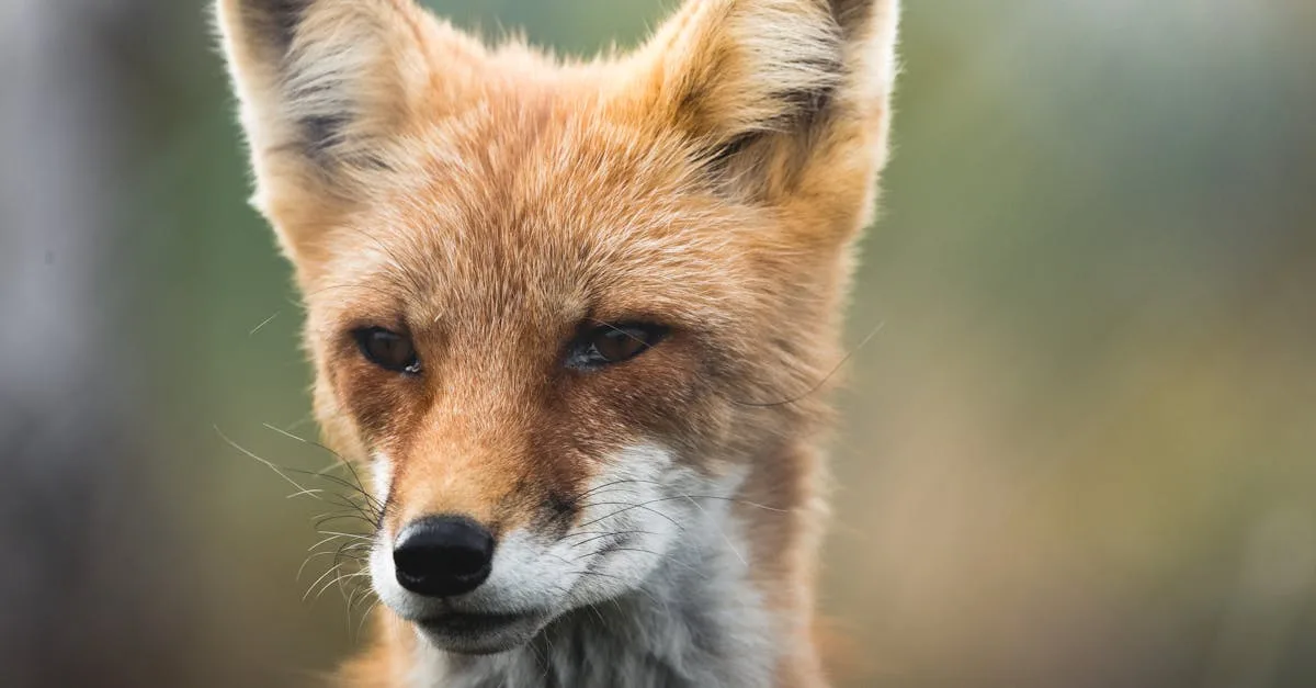 rankerfox est une plateforme innovante dédiée à l'optimisation du référencement et à l'analyse des performances web, offrant des outils puissants pour améliorer la visibilité en ligne.