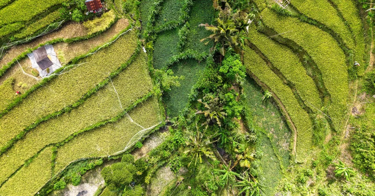 découvrez les pratiques innovantes et responsables de l'agriculture durable pour préserver les ressources naturelles, favoriser la biodiversité et assurer une production alimentaire saine et éthique.