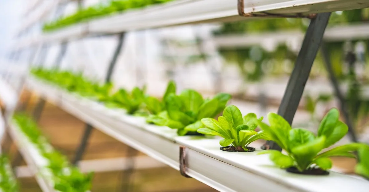 découvrez comment optimiser l'efficacité de l'aquaponie pour une production durable et respectueuse de l'environnement, alliant culture de plantes et élevage de poissons.