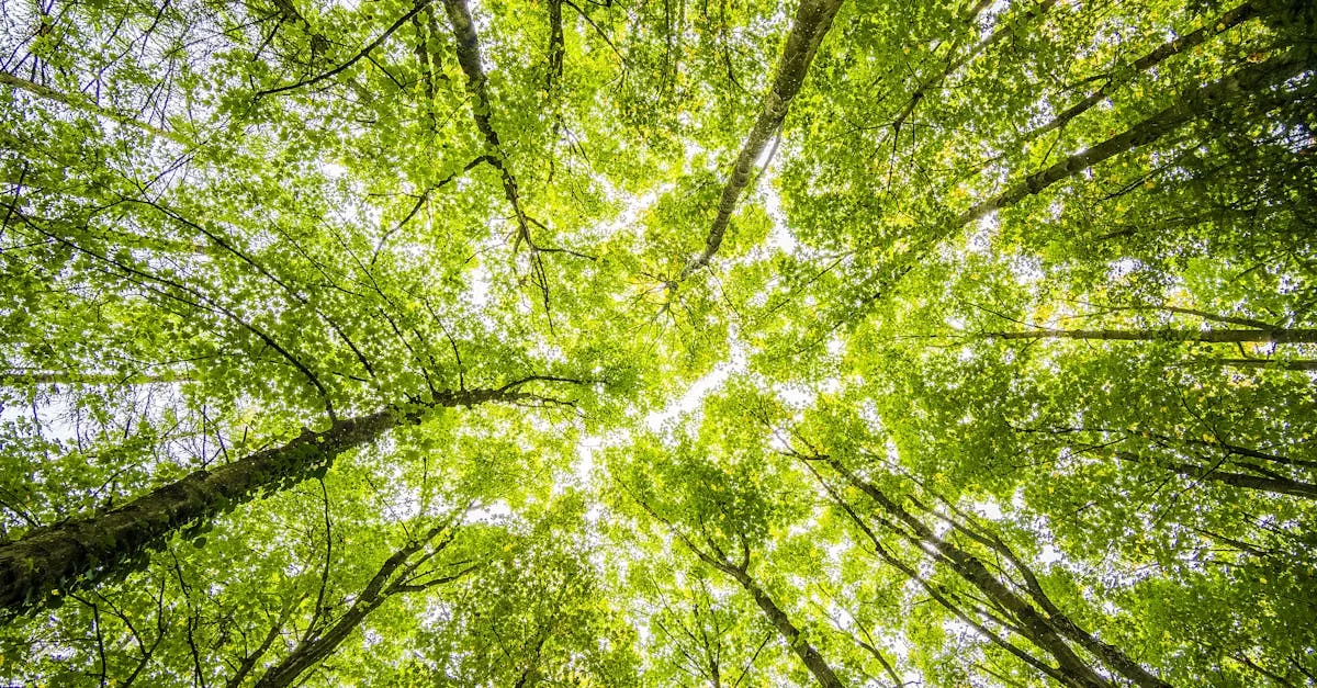 découvrez les réglementations environnementales essentielles pour protéger notre planète et assurer un développement durable.