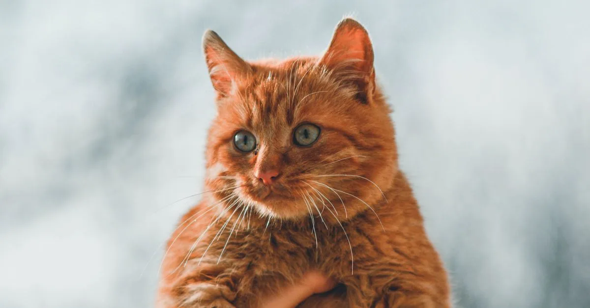conseils pratiques pour bien prendre soin de votre chat au quotidien et assurer son bien-être.