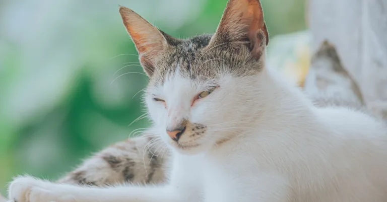 conseils pratiques pour prendre soin de votre chat : alimentation, santé, hygiène et bien-être au quotidien.
