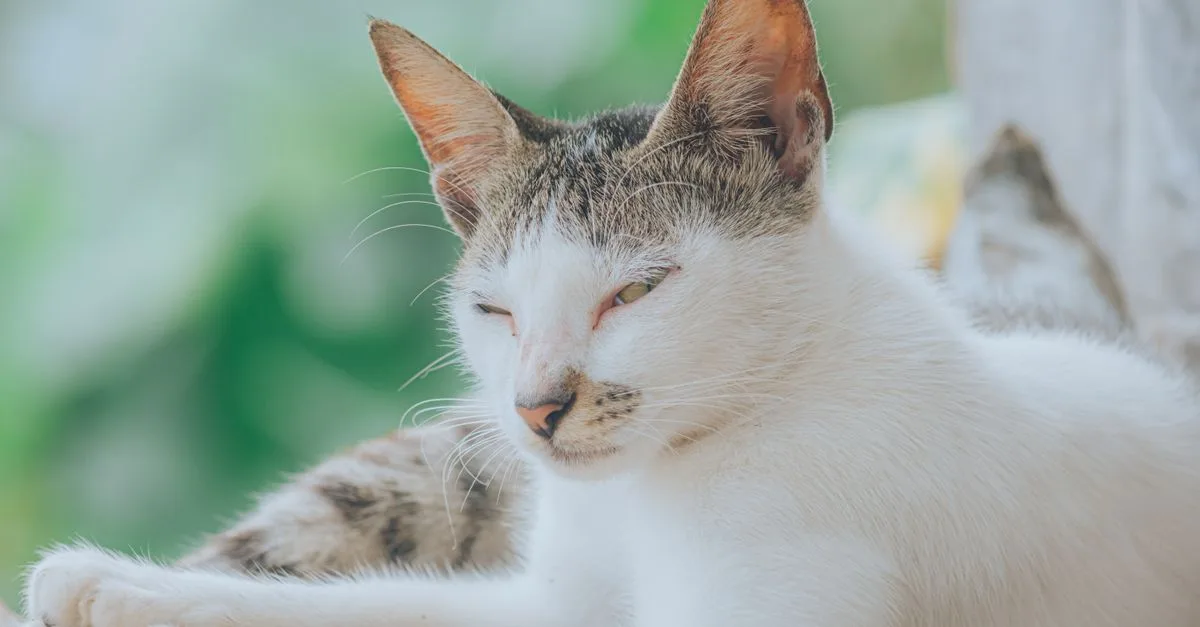 conseils pratiques pour prendre soin de votre chat : alimentation, santé, hygiène et bien-être au quotidien.