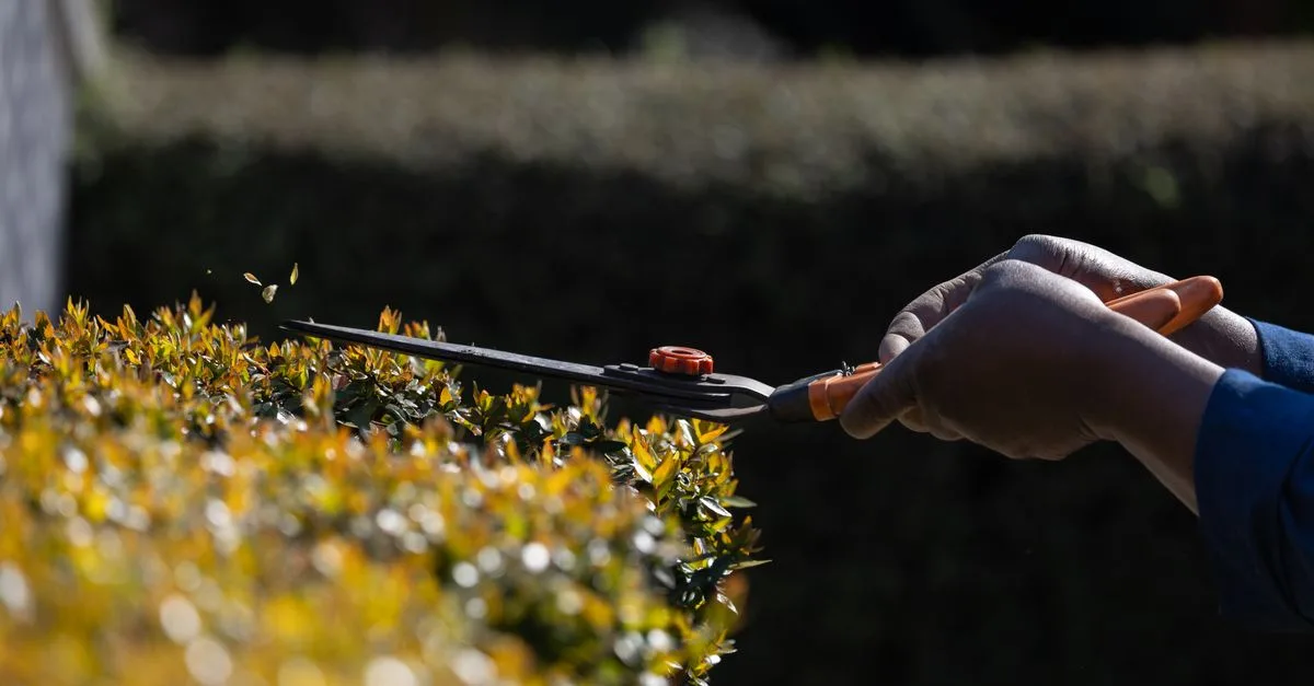 découvrez nos conseils experts pour l'élagage et la taille des plantes, arbres et arbustes afin de favoriser leur croissance et maintenir un jardin sain et esthétique.