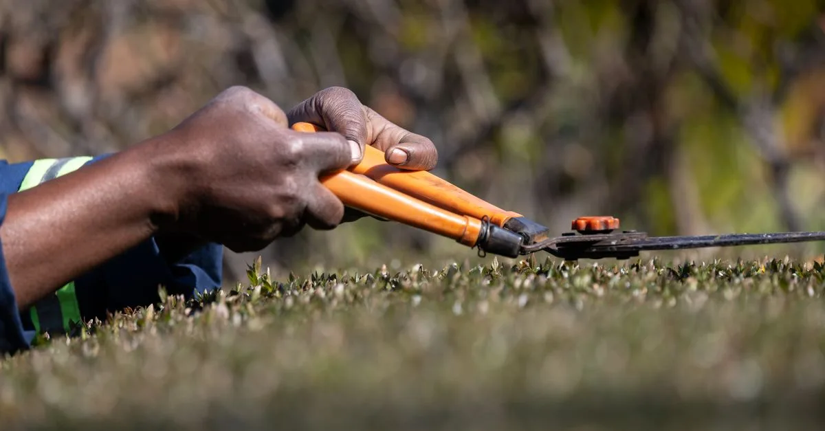 apprenez les techniques essentielles d'élagage pour entretenir vos plantes et arbres, favoriser leur croissance et améliorer leur santé.